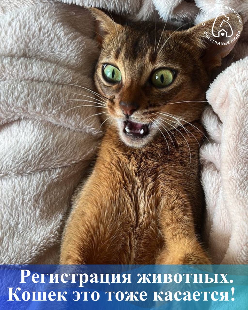 Регистрация животных: кошек это тоже касается!