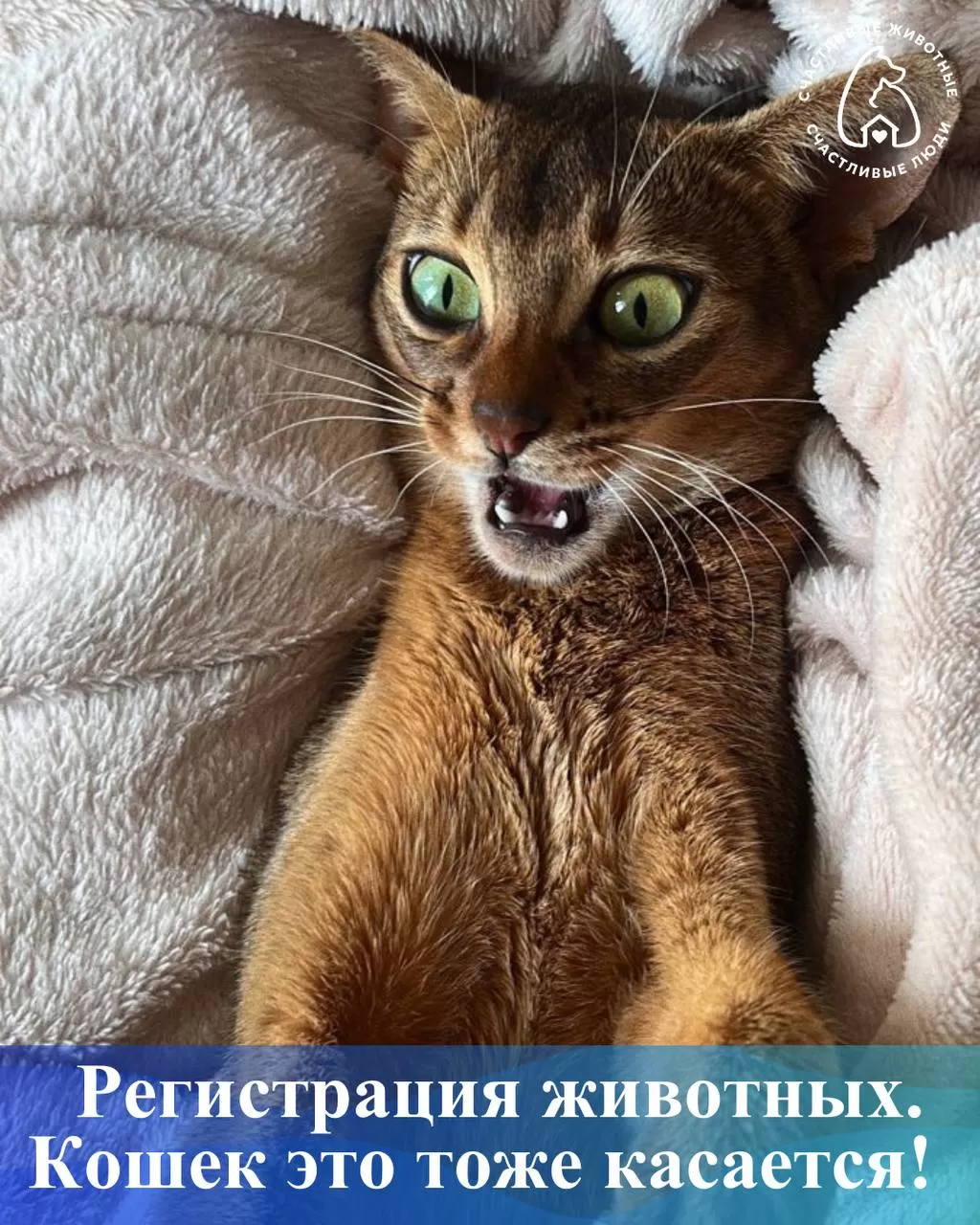 Регистрация животных: кошек это тоже касается!