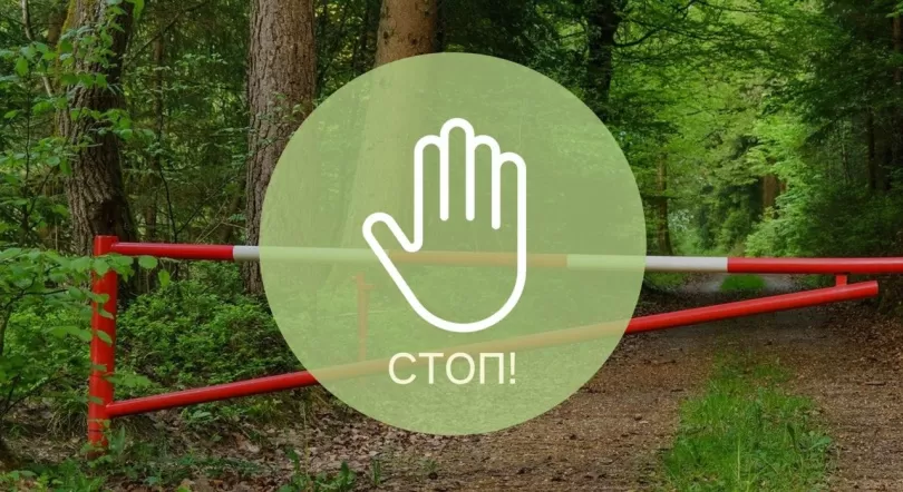 Ограничения на посещение лесов введены во всех районах Могилевской области!