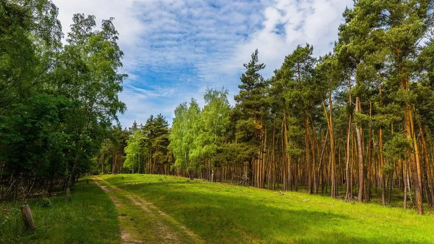 Лес по науке и ягода на экспорт. Секреты успеха Кличевского лесхоза